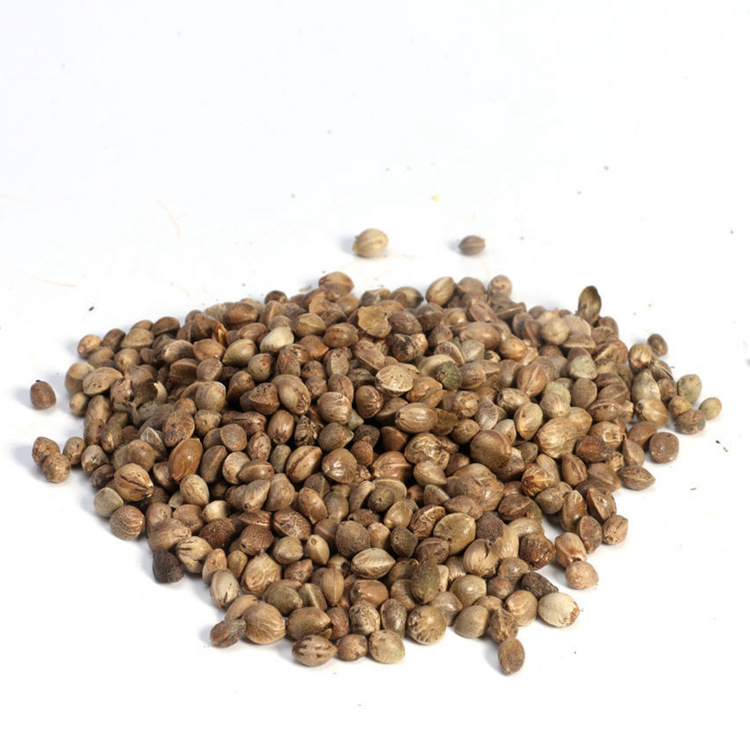 灏运堂中药材批发 火麻仁 火麻仁粉批发 源头药材供应 量大优惠