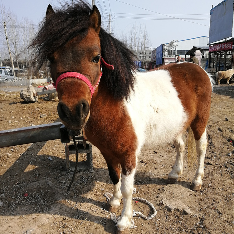 上海哪里迷你小矮马卖供应优良马匹国庆放价来袭让你抢不停