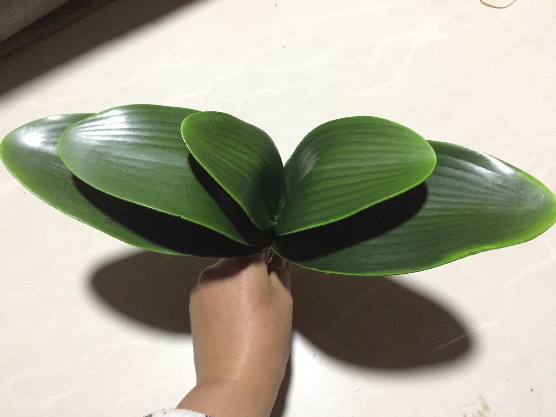 批发 蝴蝶兰大叶子 超大 厂家直销 仿真花叶子手感蝴蝶兰叶子
