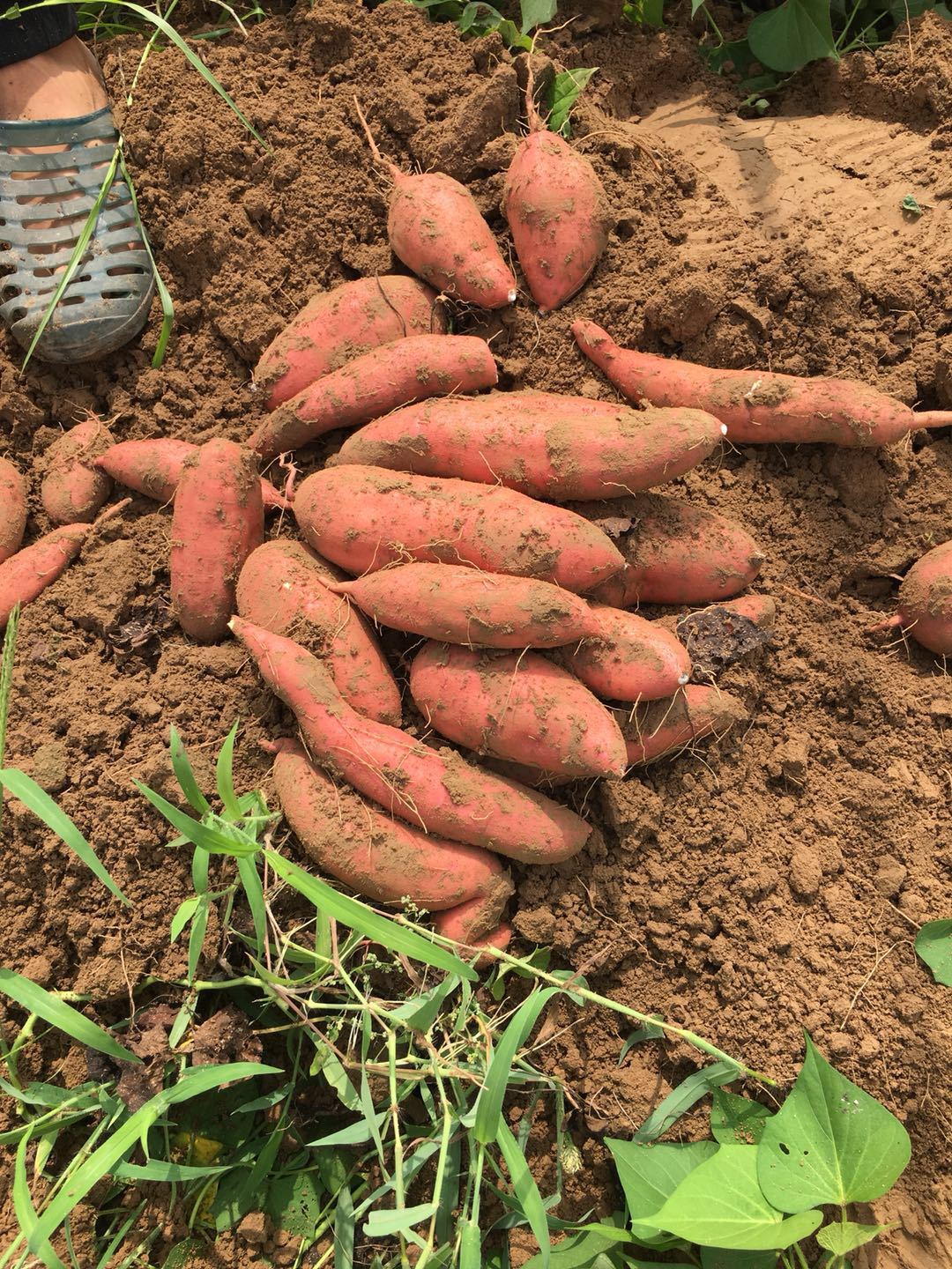 河北产地直发红蜜薯5斤中果现挖现法一件代发5斤包邮