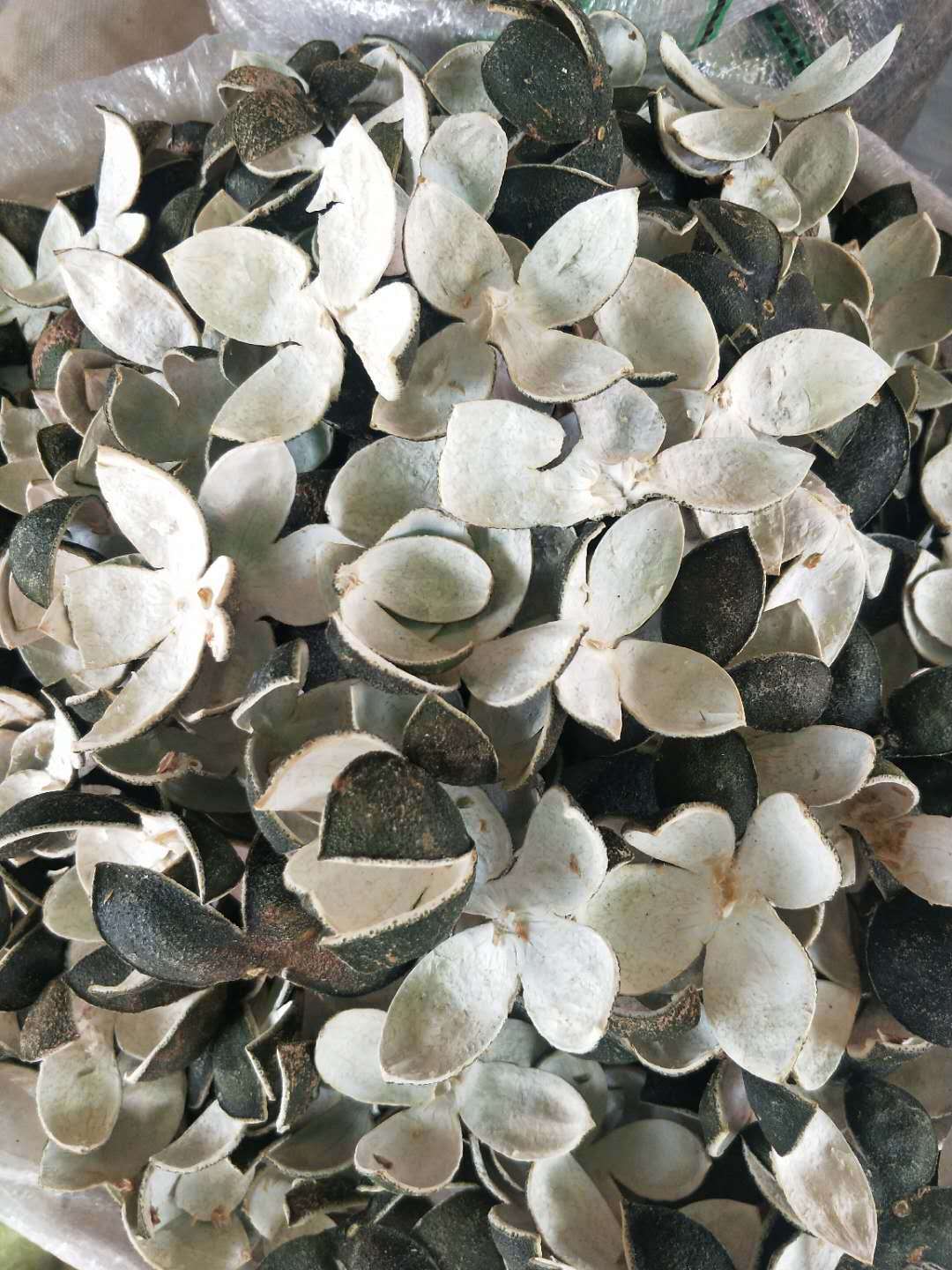 四花青皮青陈皮青桔皮干青橘皮小青皮青皮子500g