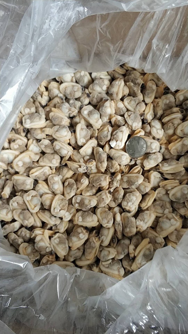 丹东永明食品 单冻花蛤肉 冻煮杂色蛤肉s规格贝类文蛤肉出口标准