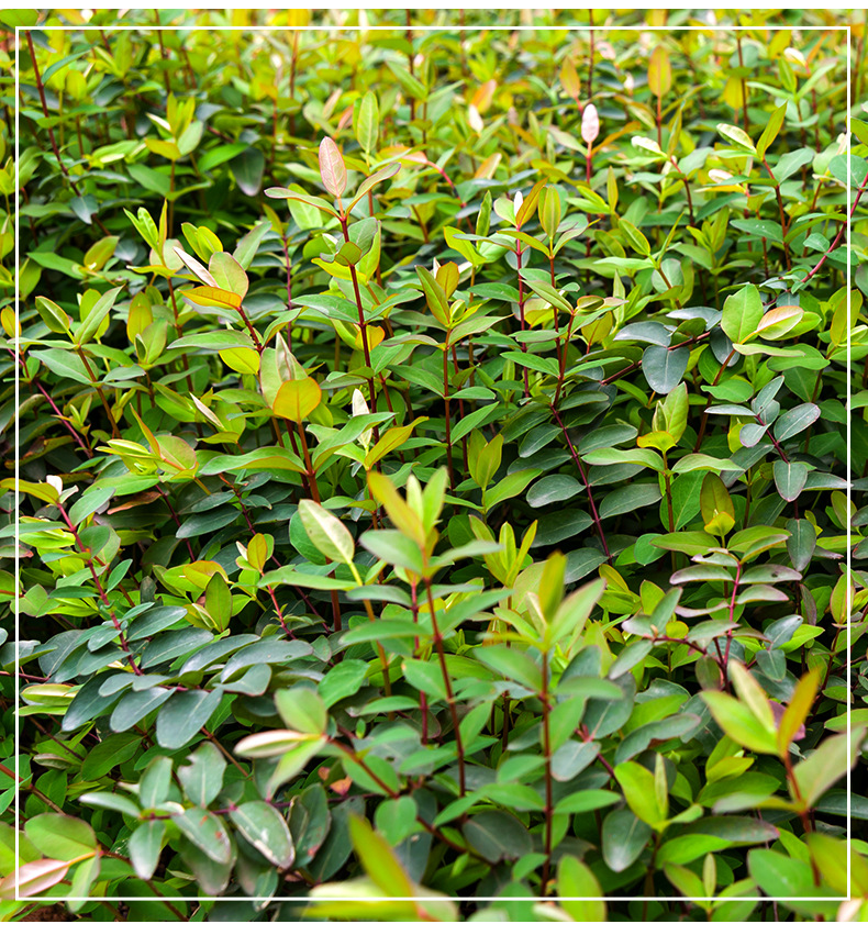 基地直销绿化苗木金丝桃色块地被批发供应 盆景 规格齐全园林绿化