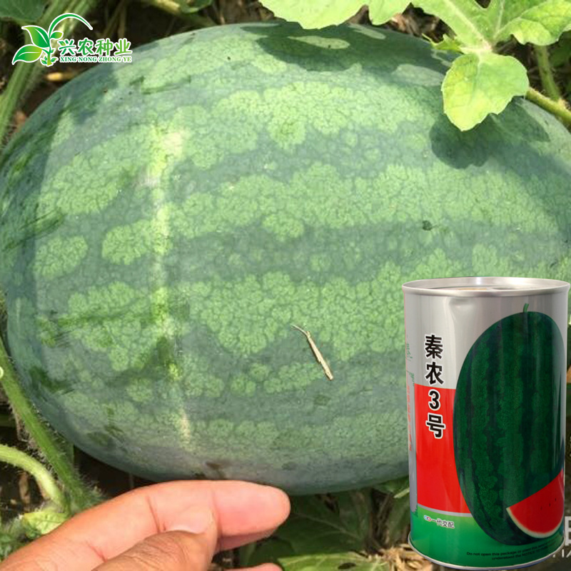 千普农业懒汉免整枝大西瓜种子批发 秦农三号 农田菜园种植西瓜籽