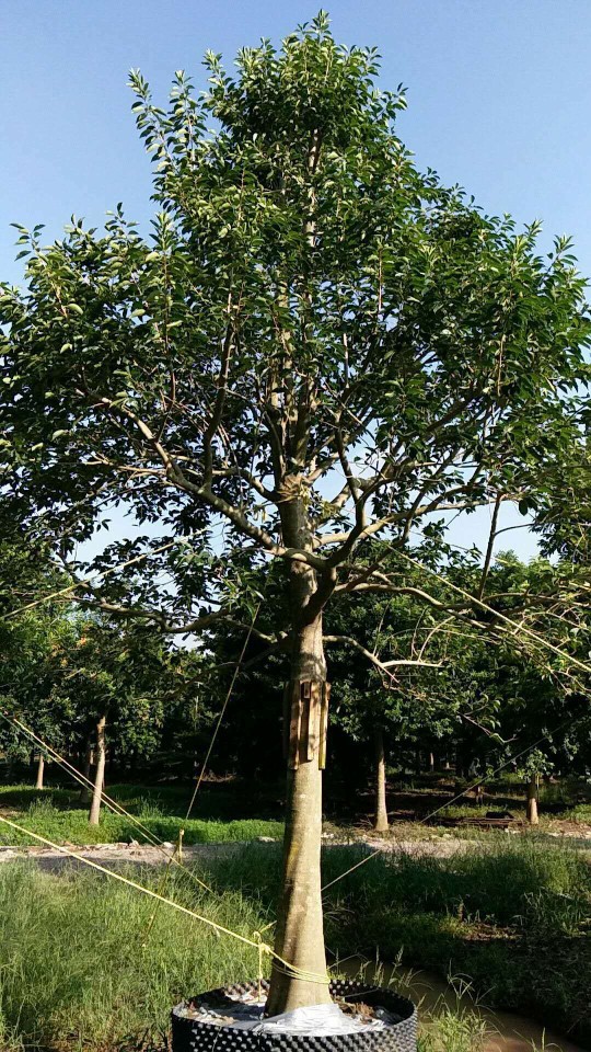 铁冬青 万紫千红树 白银树 庭院观叶观果植物