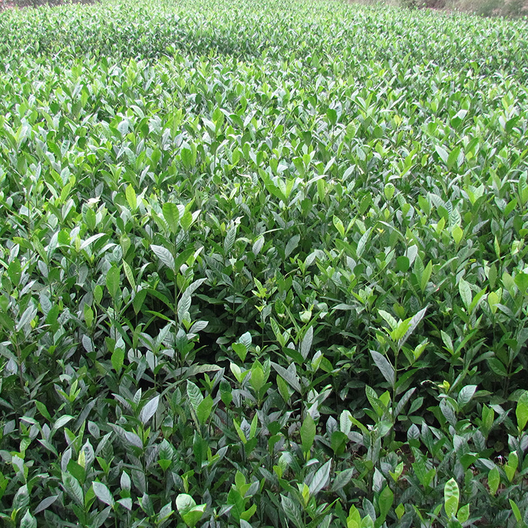 黄栀子苗,药材苗 一年生 重庆批发树苗 山黄栀子 基地直销