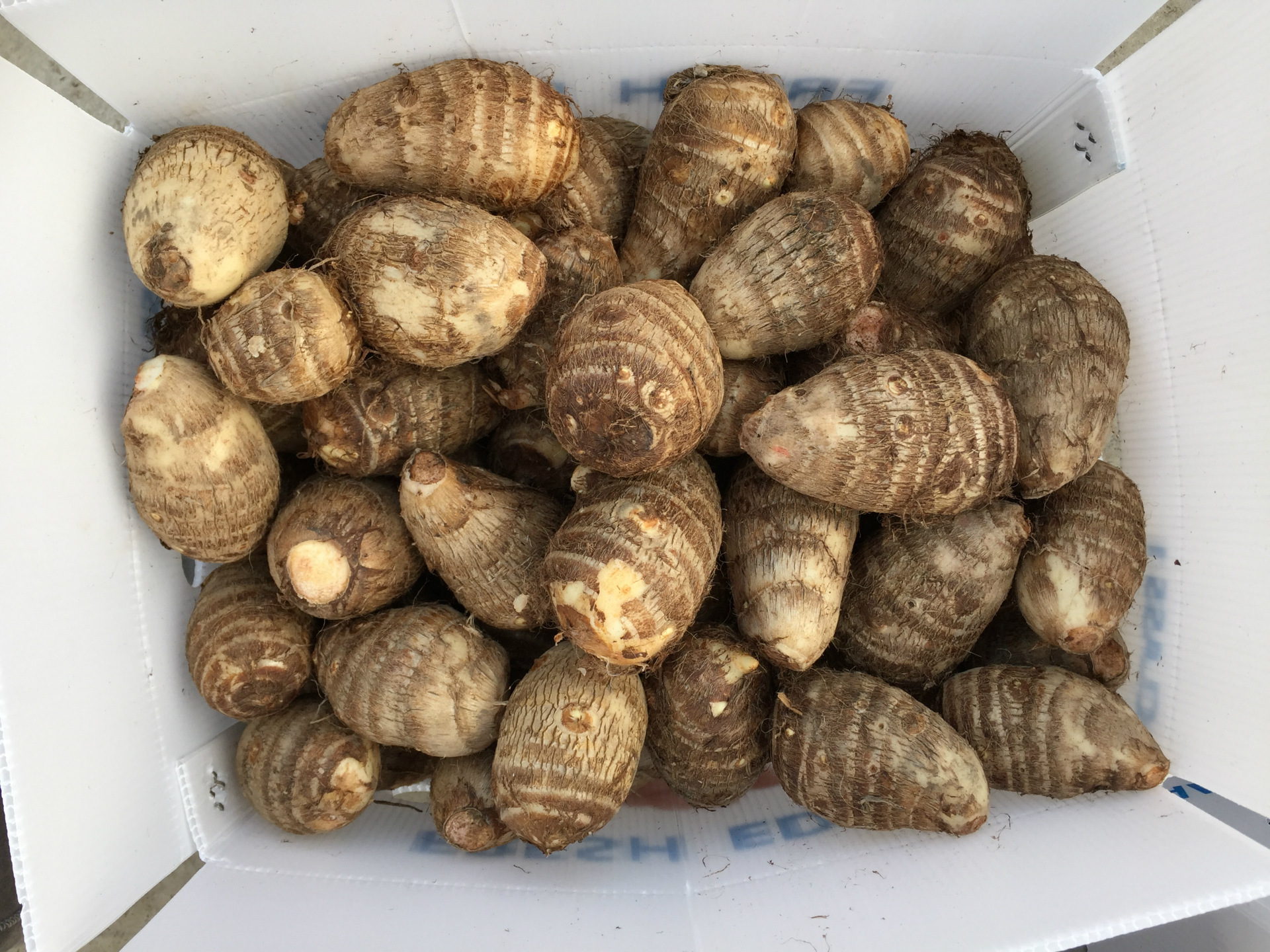 湖南芋头苗新鲜5斤包邮粉糯小芋头毛芋头雪芋种苗芋头片块 非香芋