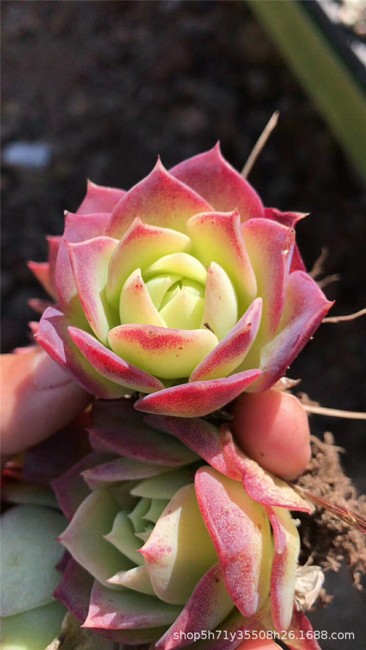 001云南多肉植物大棚批发翡翠塔单头4cm左右多肉品种状态实拍裸根