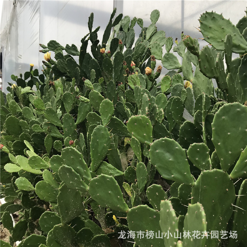 黄花单刺团扇仙人掌 大型沙漠植物 沙生景观布置施工设计基地