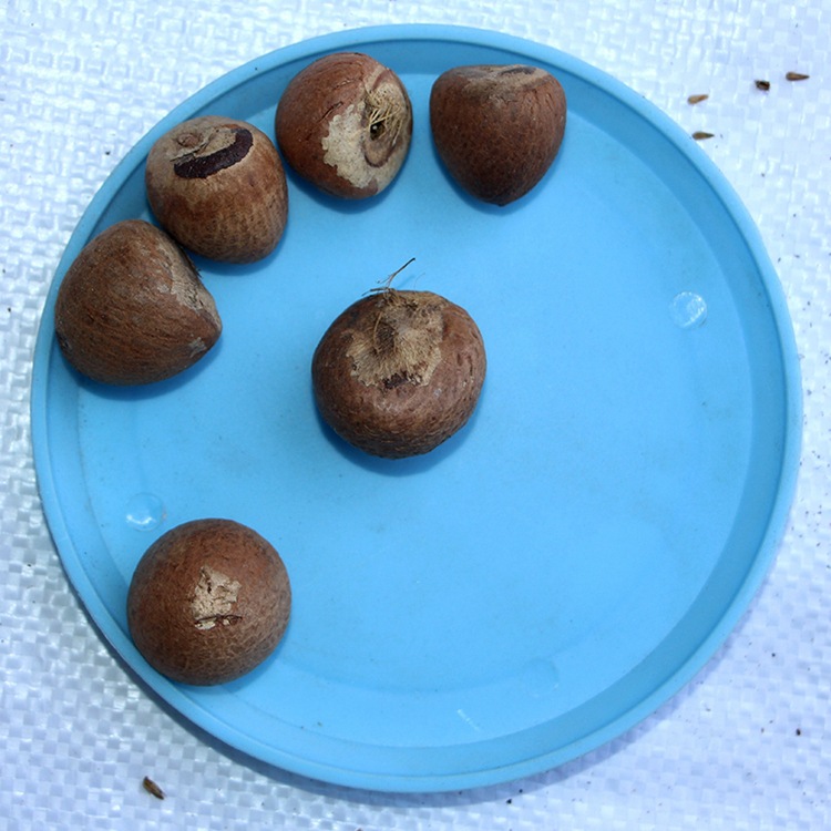 槟榔种子 槟榔树种子 大腹子 新采宾门橄榄子 青仔 药材种子 易种