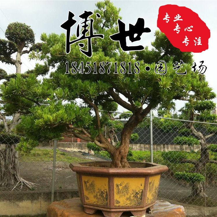 批发罗汉松 16-72公分 精品日本罗汉松苗 罗汉松量大