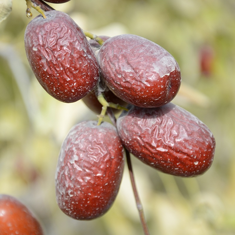 新疆原枣今年新货若羌灰枣散装未清洗的吊干的红枣