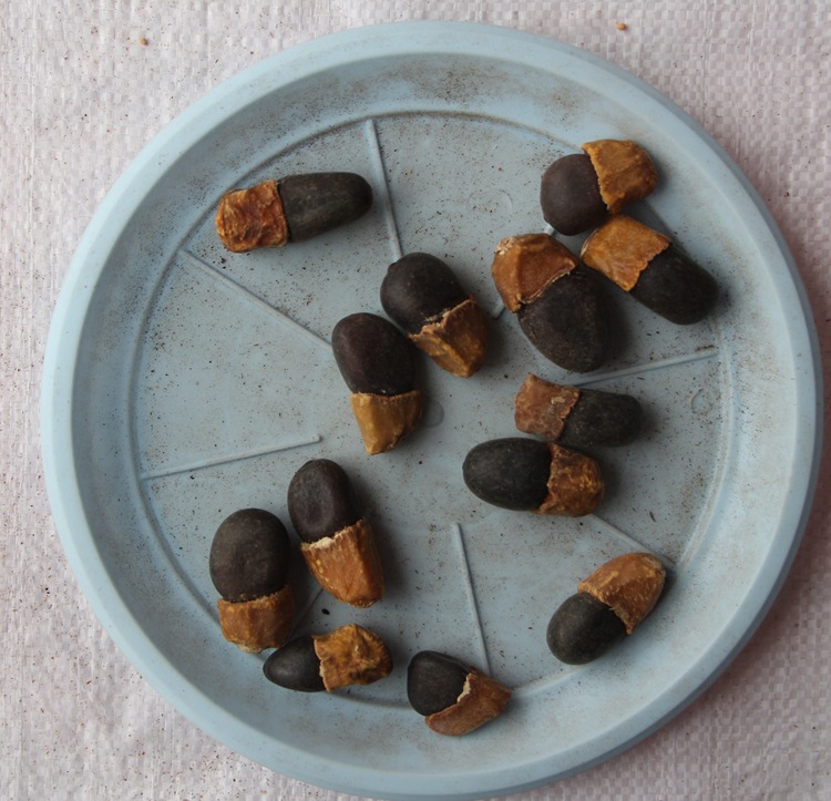 菩提种子 毕钵罗树 印度菩提树 佛树觉树道树 菩提树种子 易种植