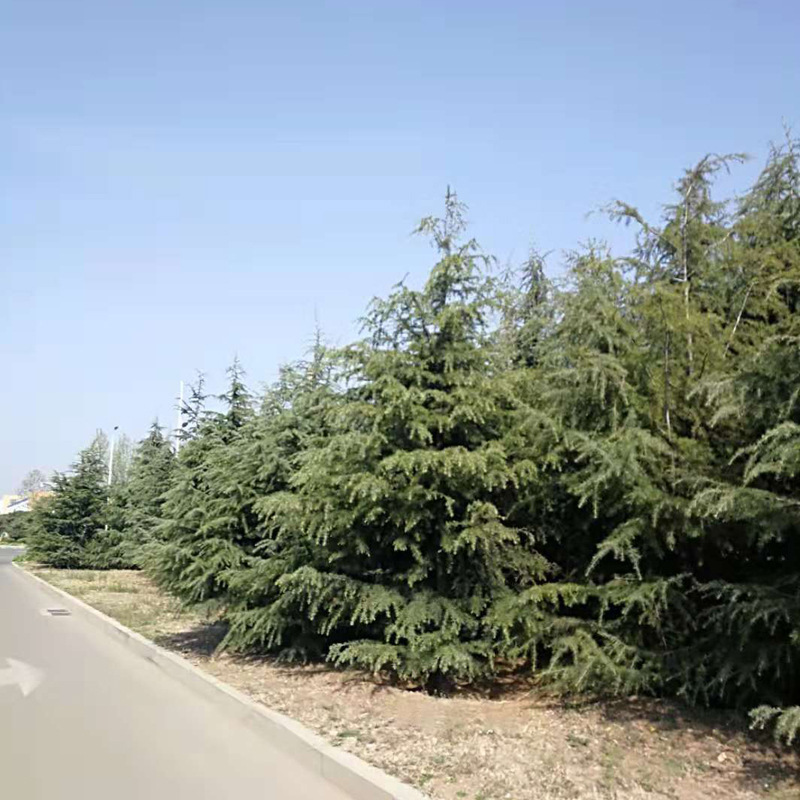 供应雪松 3-5米雪松树 绿化乔木 树形饱满 植株健壮