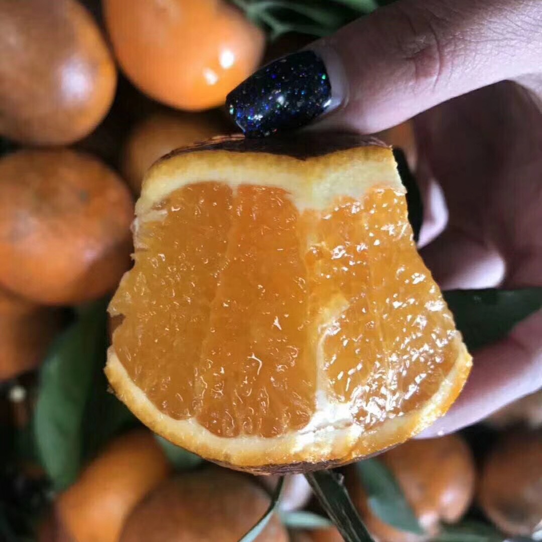 云南高原特产乌柑新鲜水果丑柑桔产地直发一件代发招代理