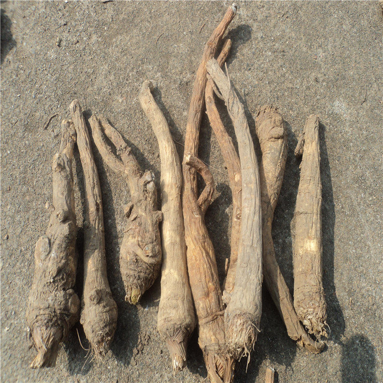 散装前胡种子 优质鸡脚前胡 官前胡 山独活种子 白花前胡种子批发