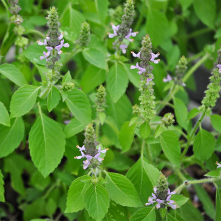 食用柠檬猫薄荷种子九层塔甜香罗勒驱蚊香草香料阳台花卉盆栽套装
