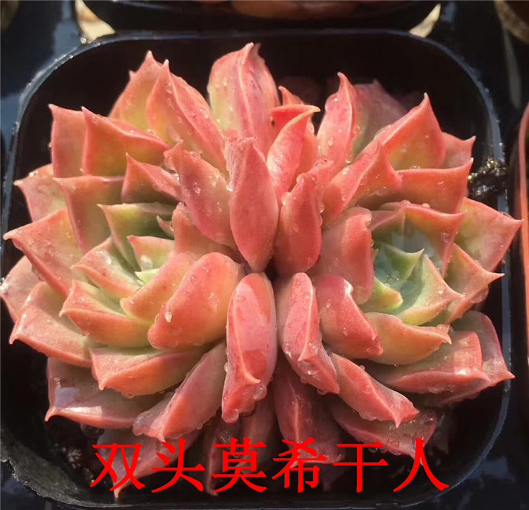 090多肉植物基地状态实拍 双头莫希干人5cm左右多肉品种品相