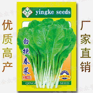 500克:白梗甜春菜种子|外袋包装随机发货|可能与图片外包装有出入