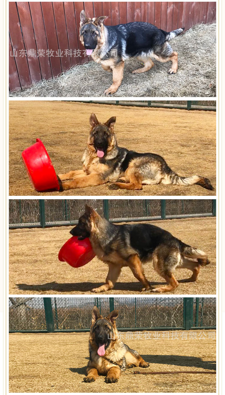 德国牧羊犬80天不满意可退换包防疫视频选狗货到付款