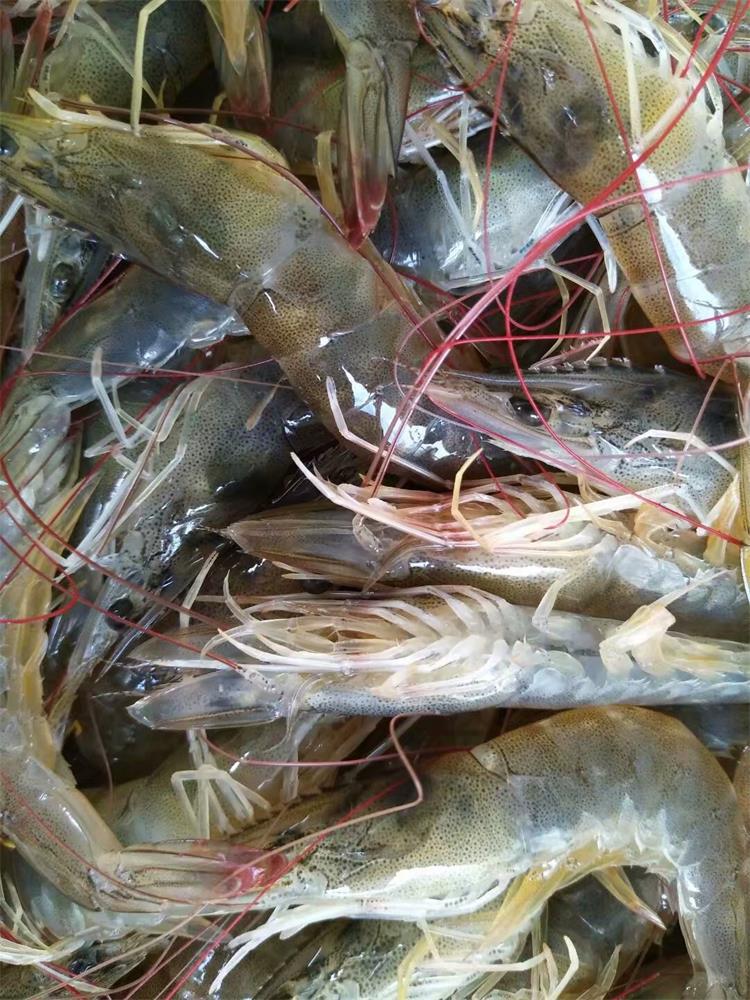 新鲜大对虾 南美白对虾 明虾 批发盒装 水产批发 餐饮食材供应