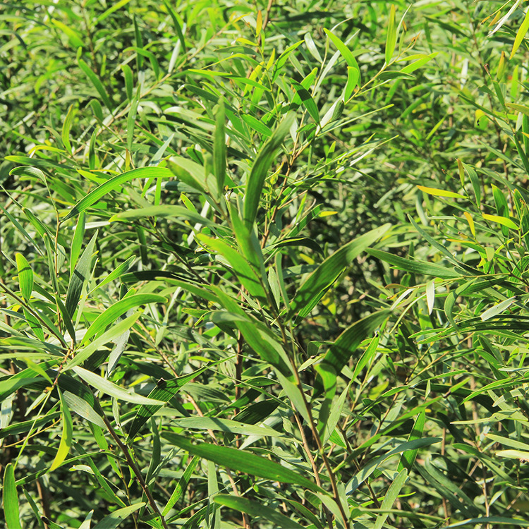 台湾相思大叶相思 风景树绿化树木保质保量 园林绿化种植基地供应