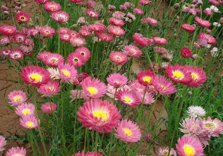 永生菊种子 玫红永生菊 千年菊 喜阳抗旱花卉种子 春播秋播四季播