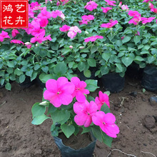 园林观赏凤仙花 青州凤仙花花卉基地 大量批发优质盆栽凤仙花