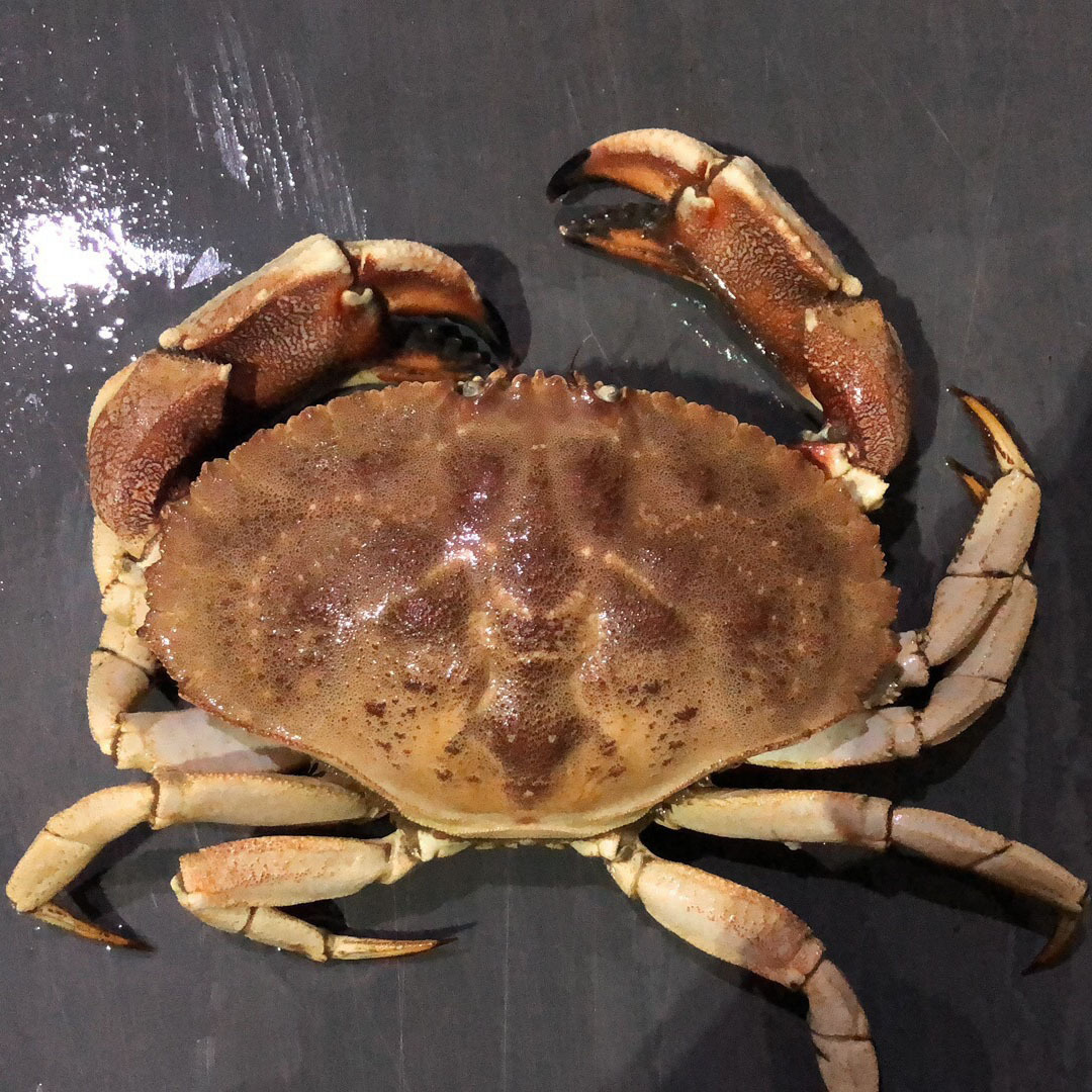 批发进口英国面包蟹酒店食材水产海鲜大螃蟹黄金蟹棕蟹鲜活面包蟹