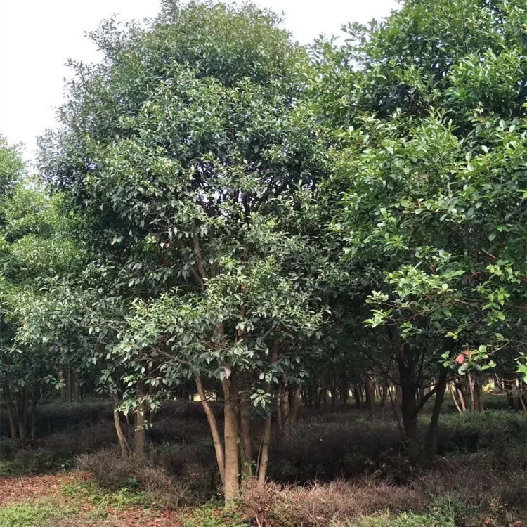 杜英山杜英-杜英山杜英厂家,品牌,图片,热帖-阿里巴巴