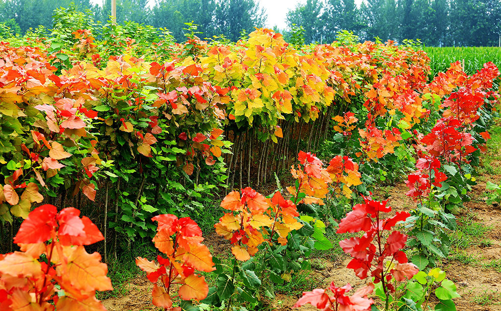 冠红杨打造最美行道