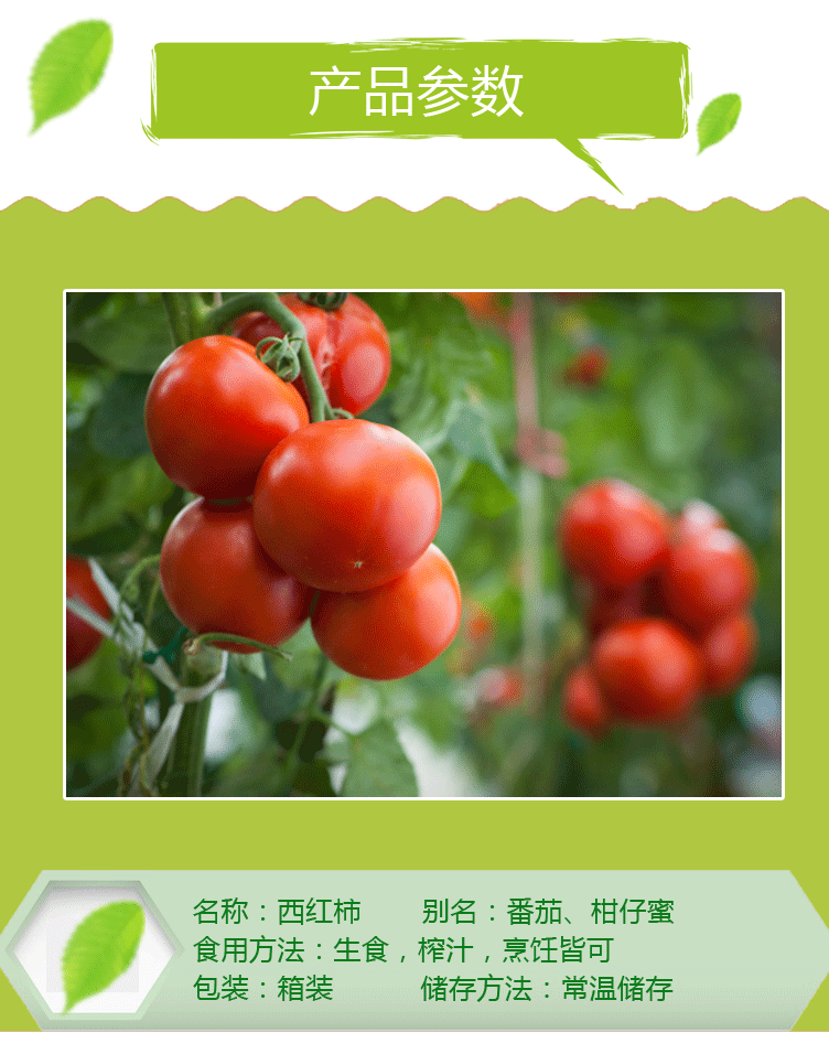 供应 批发西红柿番茄 现摘现卖新鲜水果蔬菜批发大棚采摘产品简介