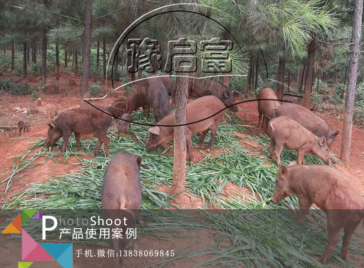 动物饮水保健液养野猪