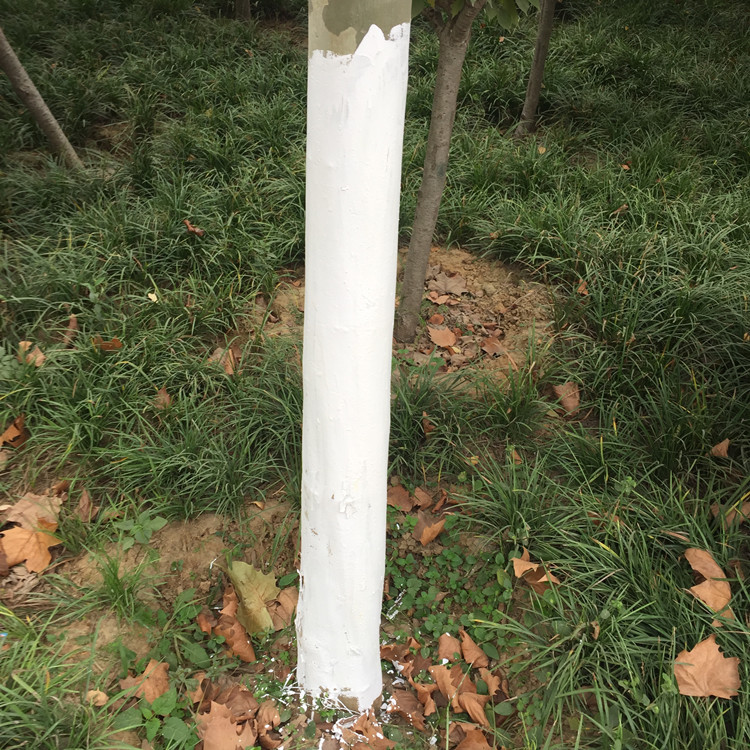 树干涂白剂 大树涂白剂果树树木涂白新型 防虫 防冻 杀菌送刷子