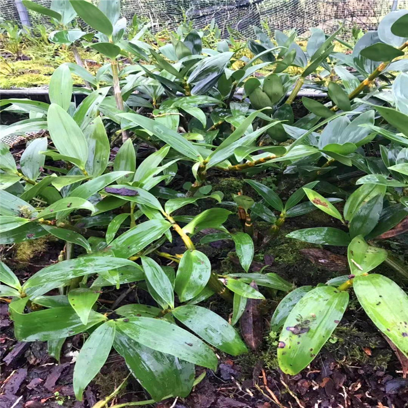 球花石斛花卉种苗盆景苖纯野生滋补养阴药食同源办工室家屋