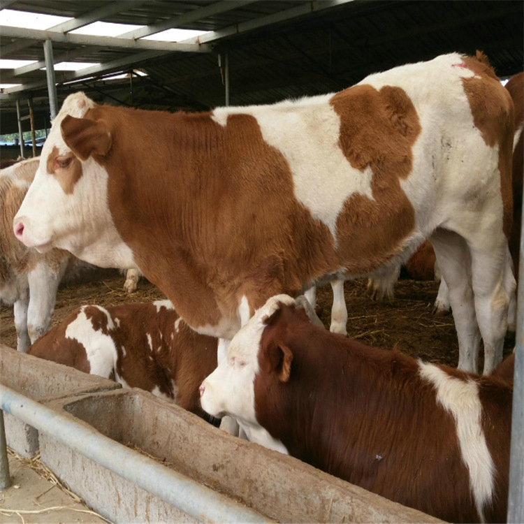 购买一头小牛犊多少钱 四川省牛犊价格 西门塔尔牛犊子价格厂家