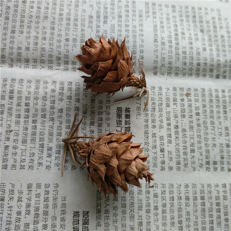 森系zakka天然 柳杉松果 杉树果 干果 干花复古网店拍摄拍照道具