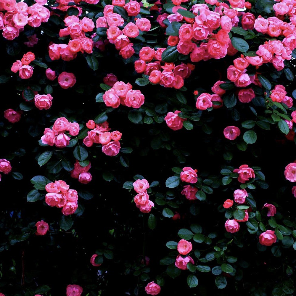 四季藤本蔷薇月季玫瑰家庭园艺盆栽绿植爬藤观花花卉植物藤本月季