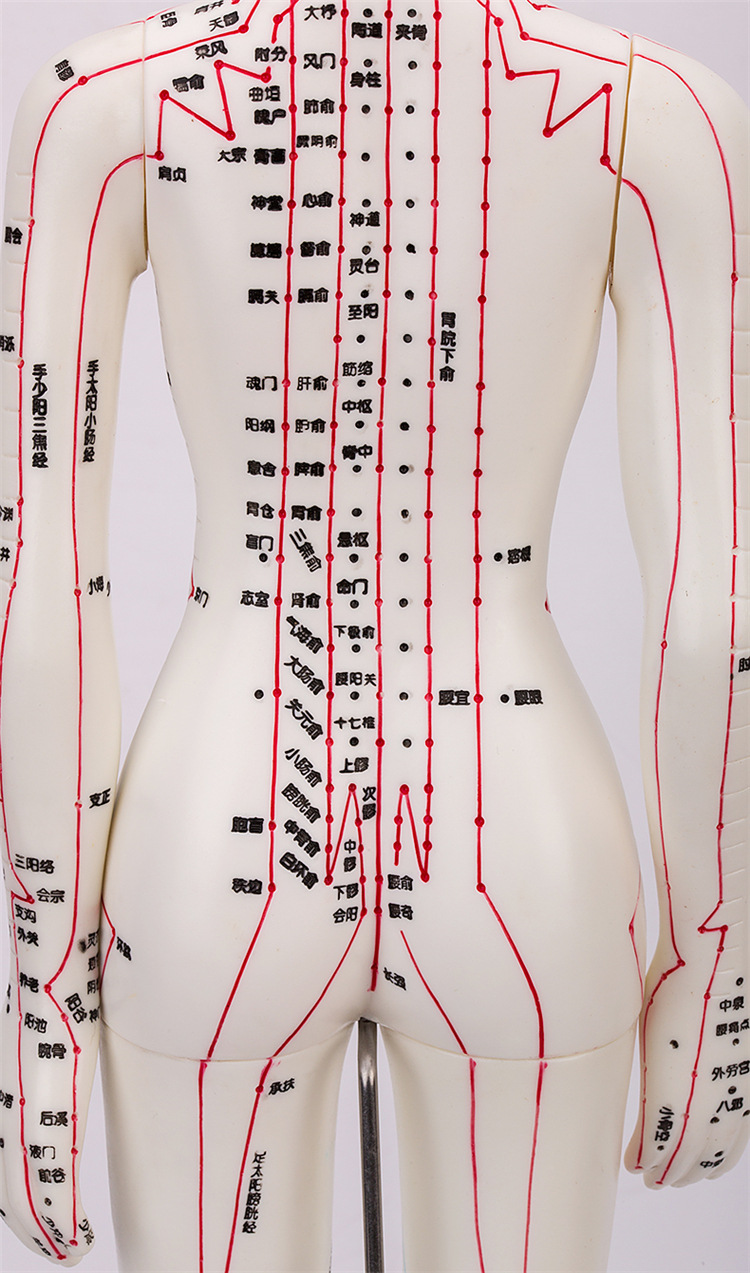 人体模型针灸穴位教学模型按摩推拿练习人体经络清晰刻字人模