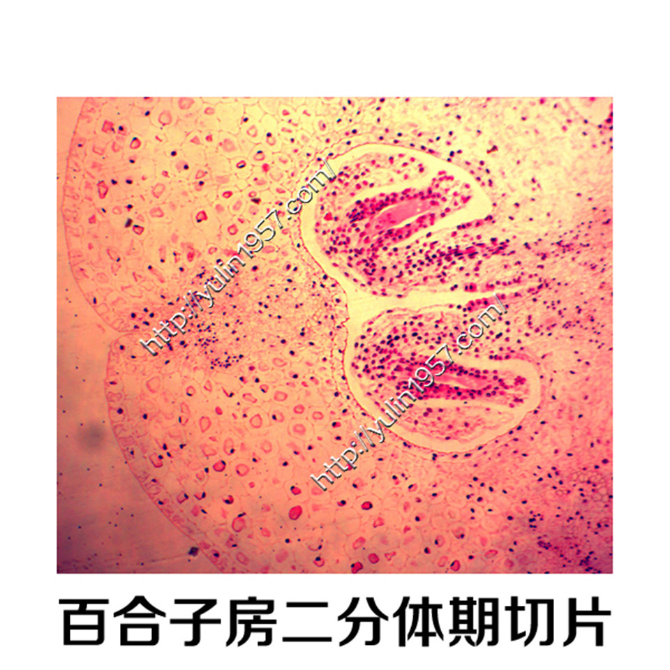 百合子房二分体期切片 生物实验切片 实验器材 生物玻片标本