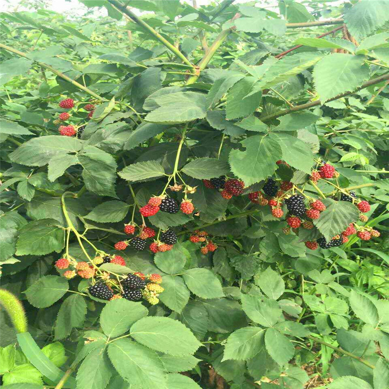 供应 大量批发红树莓苗黄树莓苗根系发达