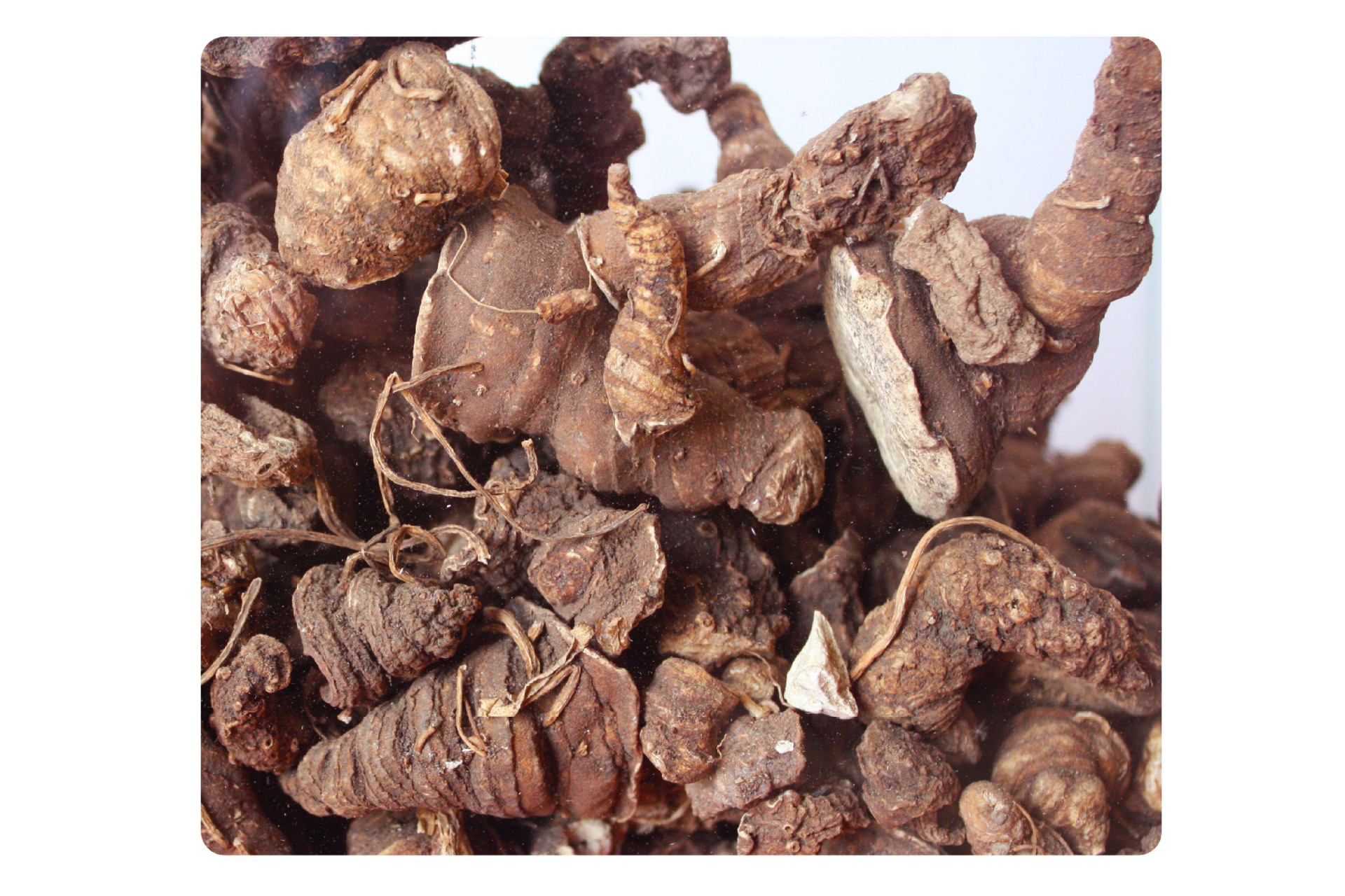 重楼 云南野生优质重楼 草和车 七叶一枝花批发 银泰药材