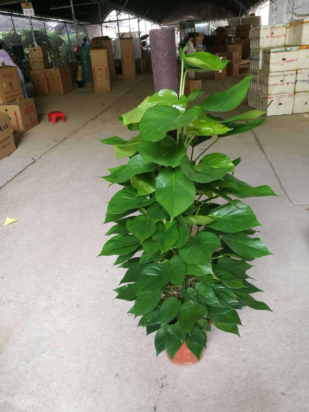 基地直销批发家居大盆栽室内办公室植物租赁常用盆栽绿植大叶吊兰