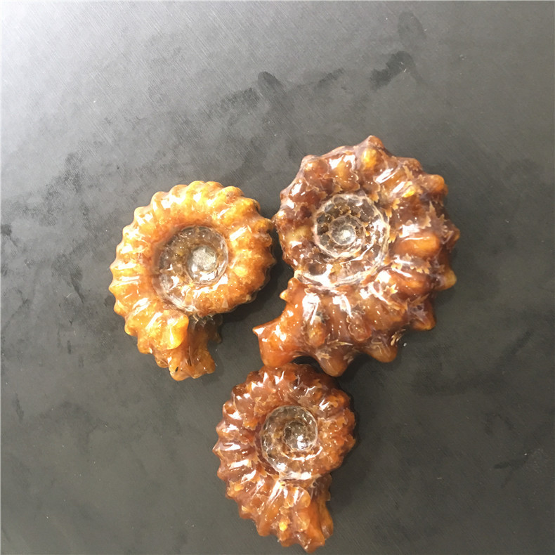 羊角螺把玩马达加斯加羊角螺摆件海螺化石