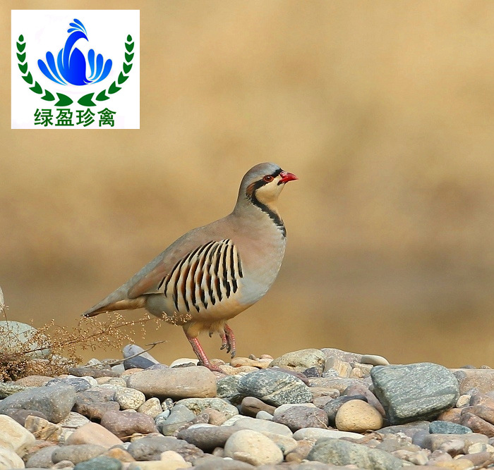 鹧鸪苗|鹧鸪|美国鹧鸪|肉鹧鸪|活体|石鸡苗|石鸡|中华鹧鸪|疫苗全