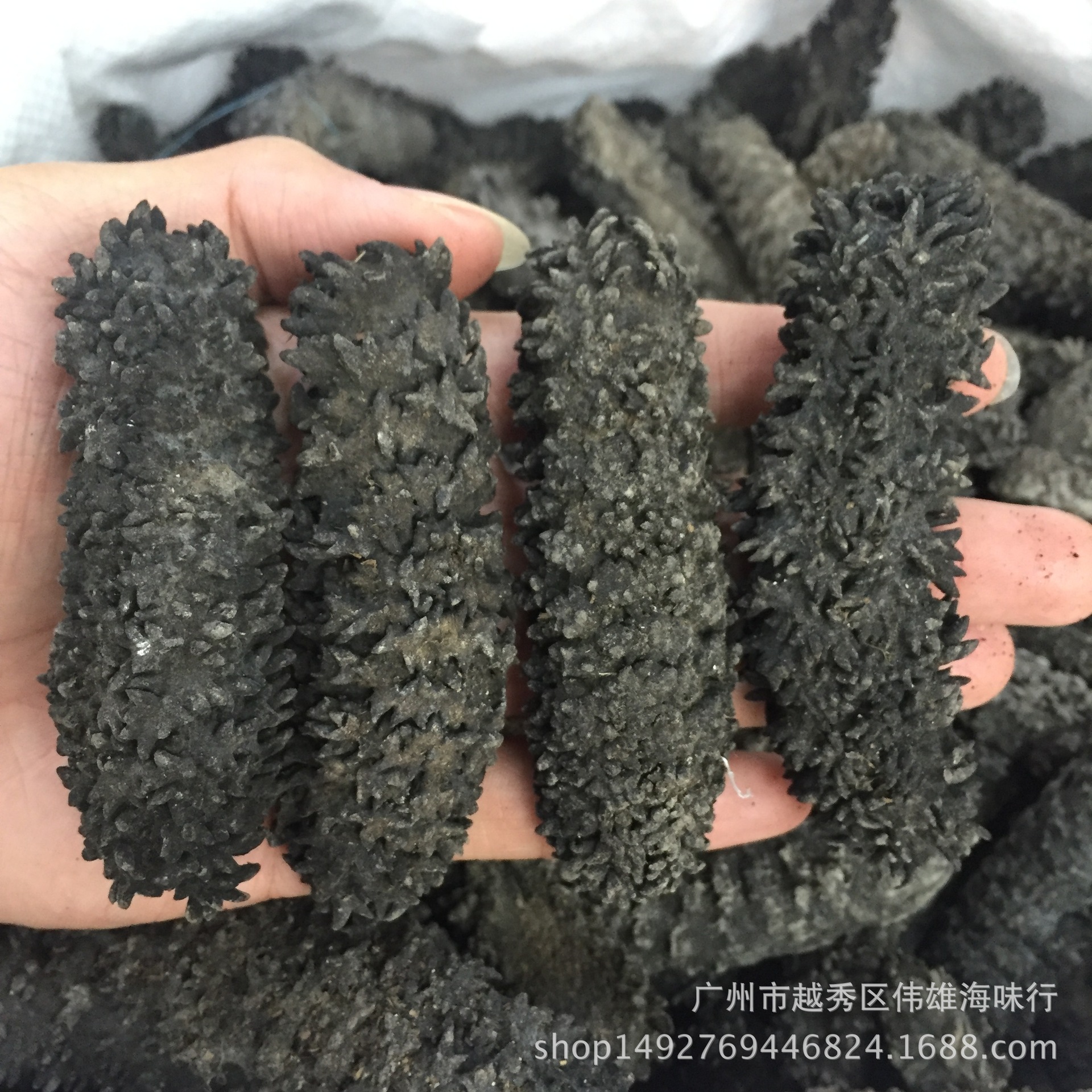 供应优质非洲梅花参10到20头 淡干梅花刺参海参干货一件代发