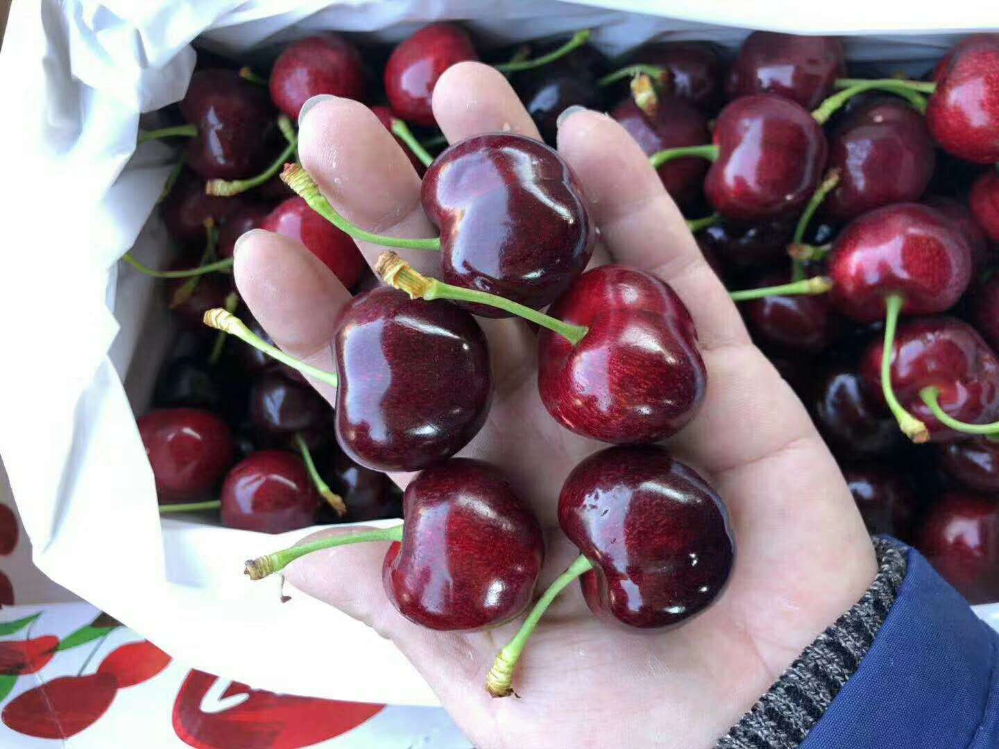 广东一件代发 新西兰樱桃澳洲樱桃车厘子进口水果2公斤装