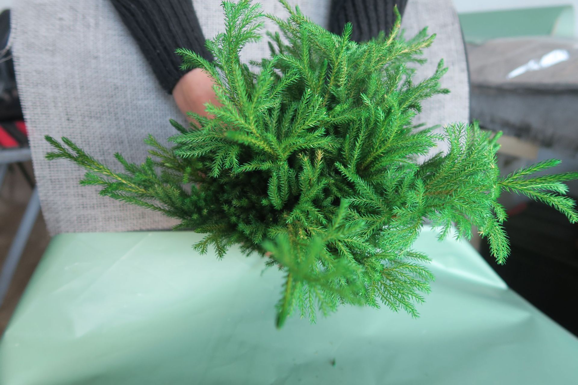 云南金先生永生花材批发 石松 厂家直销辅材红绿蓝紫金黄色石松枝