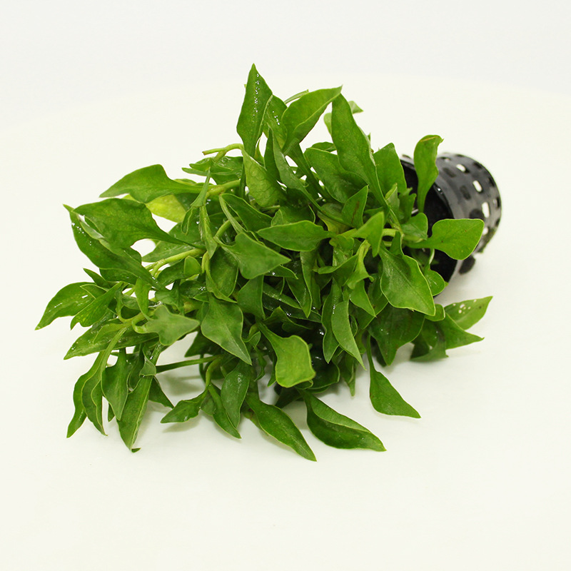 鱼缸水草活体绿波阴性水草中前景水草水族箱装饰观赏植物批发代发