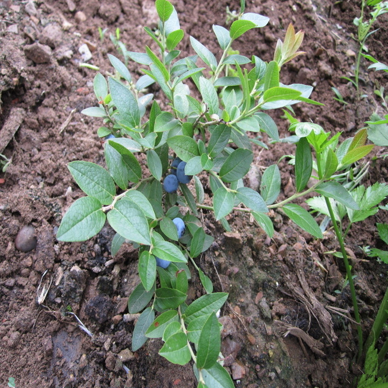 山东地区四年生蓝金蓝莓苗 蓝金蓝莓苗品质好